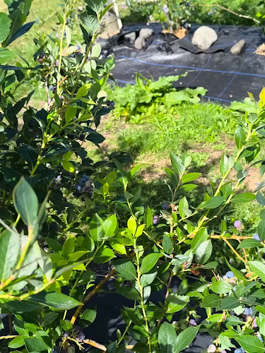 Windsong Orchard - Renwick