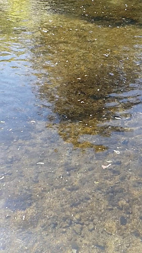 Comments and reviews of Botanic Christchurch