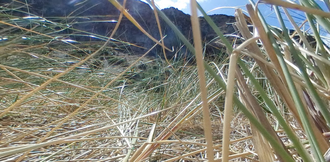 Comments and reviews of Pencarrow Lodge