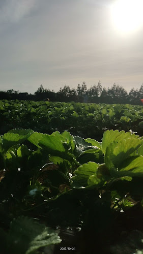 Opinii despre Riverhead Ice Cream în Kumeū - Hospitality and gastronomy