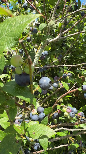 Opinii despre Blueberry Country în Ōhaupō - Hospitality and gastronomy