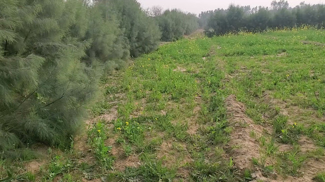 Ristorante Pizzeria Paradiso - Hospitality and gastronomy