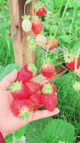 Opinii despre Bell Road Berries în Papamoa - Hospitality and gastronomy