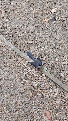 Opinii despre Glenfalloch Garden Café & Restaurant în Dunedin - Hospitality and gastronomy