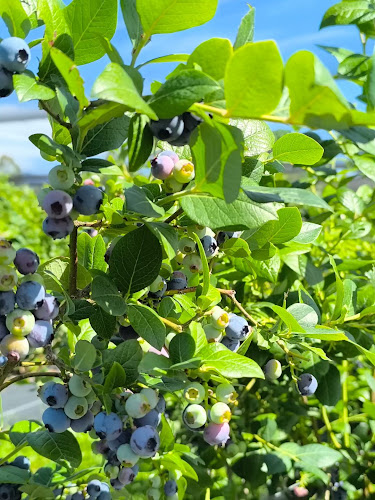 Opinii despre Windsong Orchard în Renwick - Hospitality and gastronomy