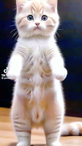 Comentarii opinii despre The Honest Lawyer Country Pub, Hotel & Venue Hire