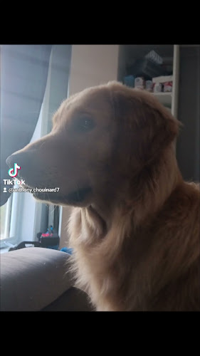 The White Lady - Hospitality and gastronomy