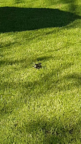 Reviews of Colenso Country Cafe [ Cafe | Gift Shop | Orchard ] in Whenuakite - Hospitality and gastronomy