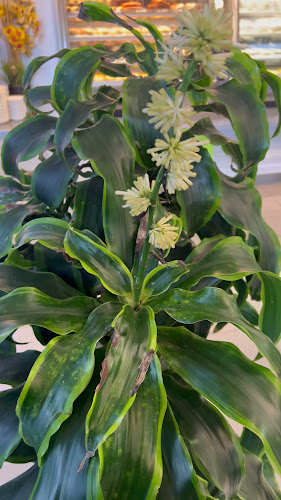 Hollywood Bakery and Espresso - Auckland