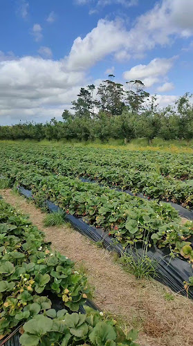 1328 Coatesville Riverhead Highway, Kumeū 0892, New Zealand