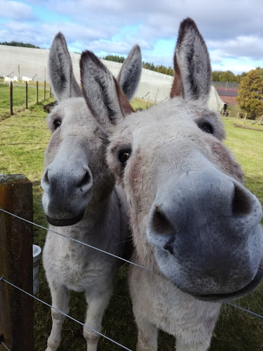 Opinii despre Mamaku Blue Blueberry Experience în Mamaku - Hospitality and gastronomy