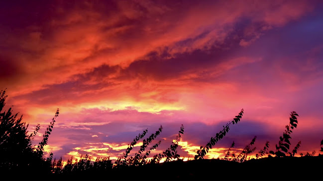 Comentarii opinii despre Fortune Fruit Company