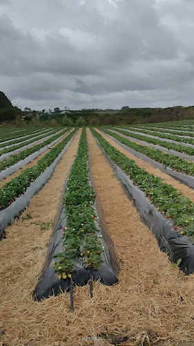 Riverhead Ice Cream - Hospitality and gastronomy