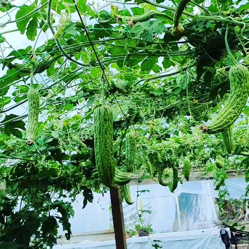 Volcanic Country Produce