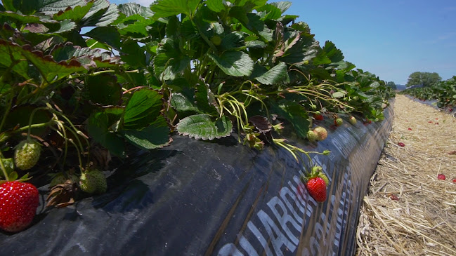 Comments and reviews of Julians Berry Farm and Café