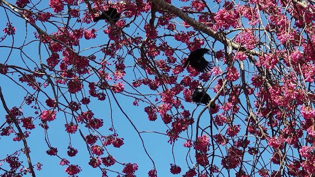 Podium Cafe - Maungatautari