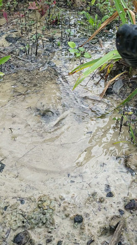 McDonald's Akoranga Drive - Hospitality and gastronomy