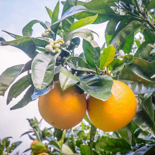 Comments and reviews of Fruit Direct