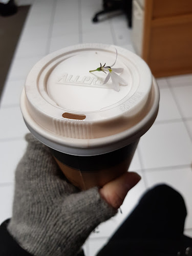 Comentarii opinii despre Kanuka