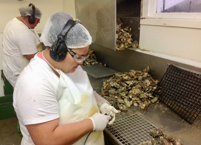 Comentarii opinii despre Bay Of Islands Oysters
