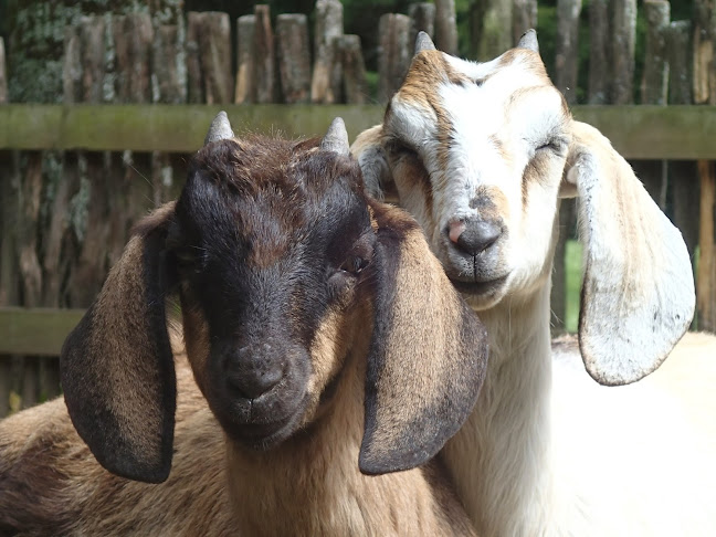 Wild Earth Nature Park & Bush Cafe - Tākaka
