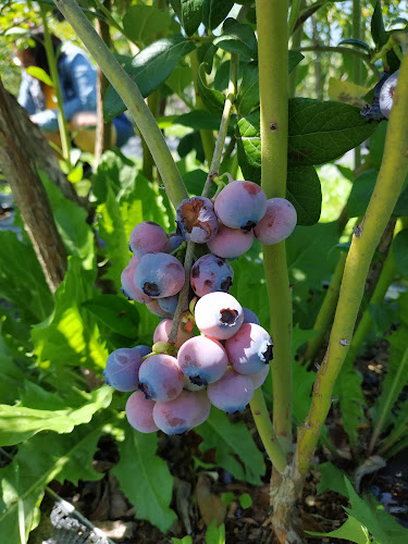 Comentarii opinii despre Windsong Orchard