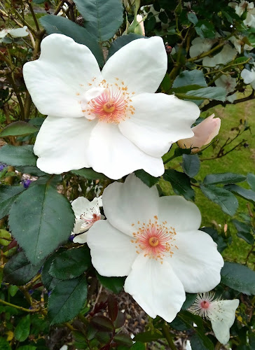 Comentarii opinii despre Waiheke flowers