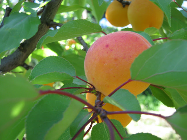 Hobbs Family Partnership Orchard and Fruit Stall Open Times