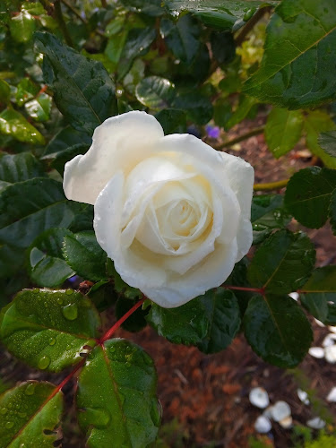 103 Trig Hill Road, Onetangi, Waiheke Island 1081, New Zealand