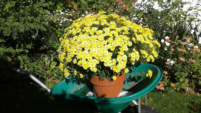 Salmon Tales Cafe - Hospitality and gastronomy