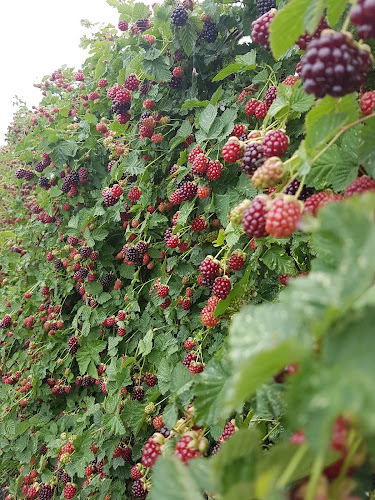 Opinii despre Bell Road Berries în Papamoa - Hospitality and gastronomy