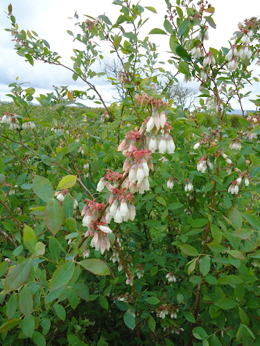 Monavale Blueberries - Hospitality and gastronomy