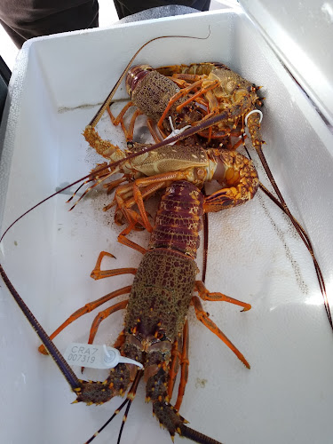 St Kilda Tavern - Hospitality and gastronomy