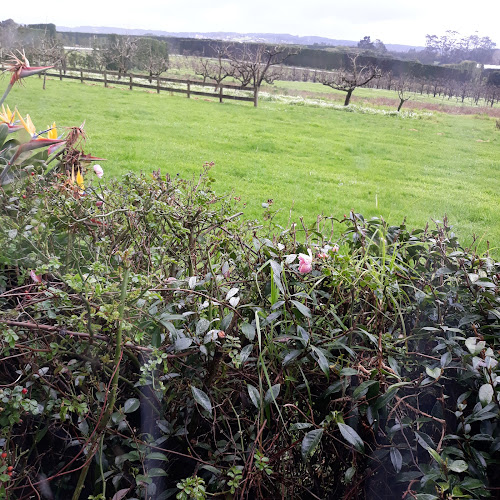 Comentarii opinii despre Blossoms Cafe