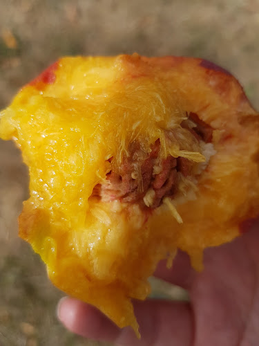 Comments and reviews of Hobbs Family Partnership Orchard and Fruit Stall