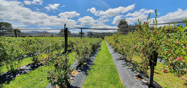 29 Inkerman Street, Renwick 7204, New Zealand