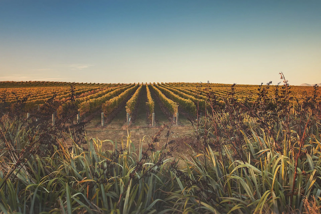 Pacific Rim Oenology Services