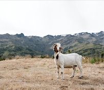 Nanny Goat Vineyard & Cellar Door