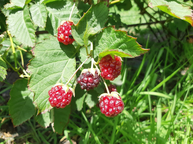 Bell Road Berries