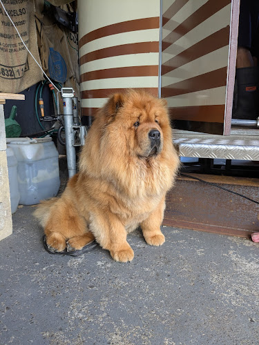 Opinii despre Espresso Cartello în Auckland - Hospitality and gastronomy