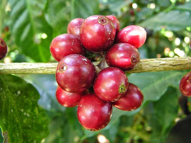 Rocket Coffee Roasters - Hamilton