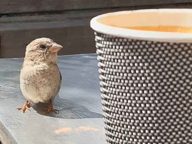 Opinii despre Escarto Espresso în Christchurch - Hospitality and gastronomy