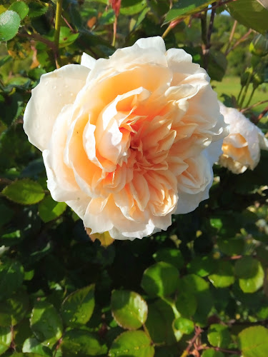 Waiheke flowers - Waiheke Island