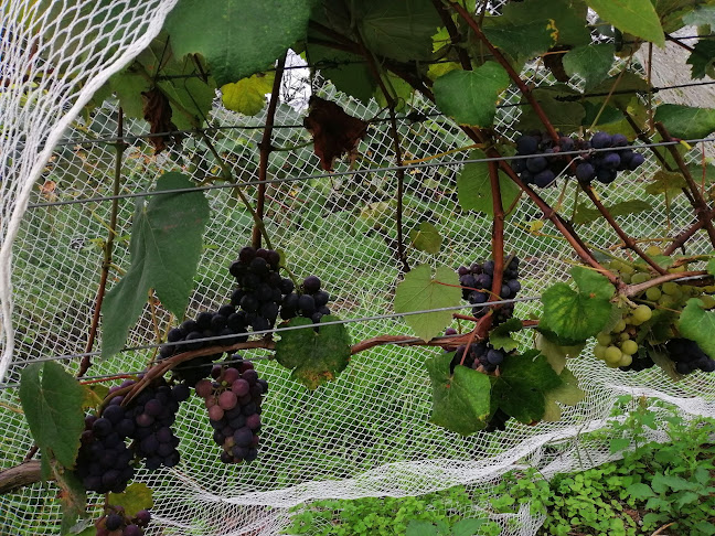 Opinii despre Peach Patch în Te Arai - Hospitality and gastronomy