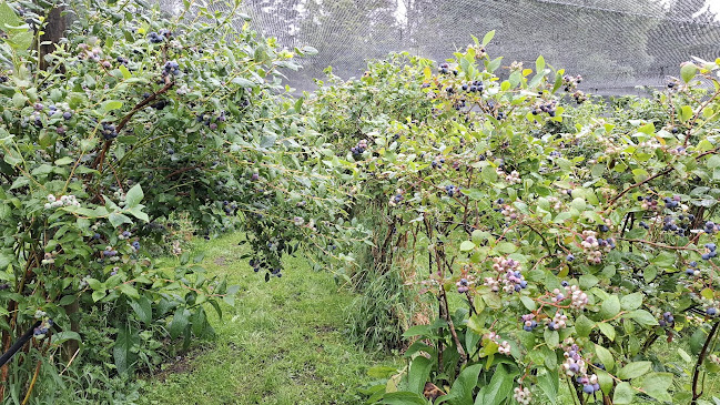 Opinii despre Blueberry Fields Forever (PYO) în Upper Hutt - Hospitality and gastronomy