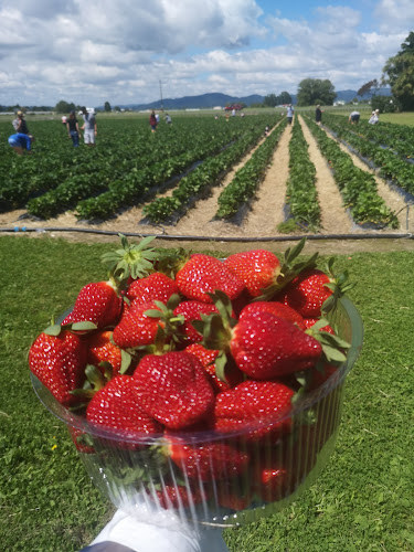 Julians Berry Farm and Café - Hospitality and gastronomy