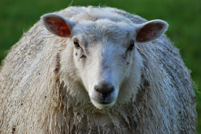 Comments and reviews of Wild Earth Nature Park & Bush Cafe