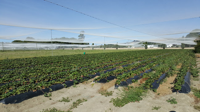 The Strawberry Patch - Hospitality and gastronomy