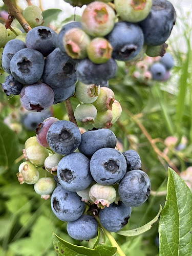 Opinii despre Monavale Blueberries în Cambridge - Hospitality and gastronomy