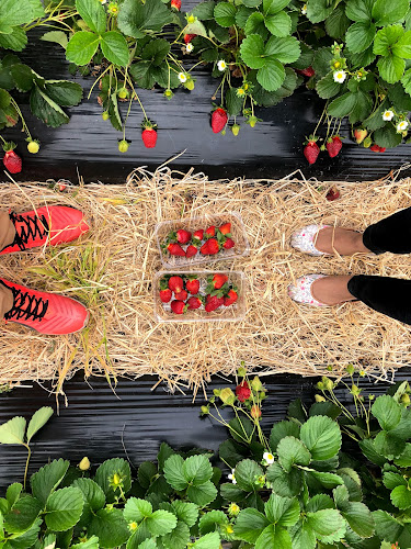 Julians Berry Farm and Café - Hospitality and gastronomy